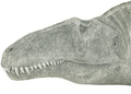 Acrocanthosaurus head
