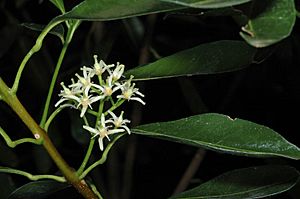 Acronychia oblongifolia flowers.jpg