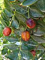 Alb-Z. jujuba-fruit-2