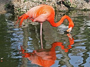 American Flamingo SMTC
