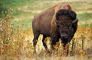 American bison k5680-1 edit