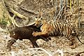 Amitava banerjee tiger wild boar tadoba