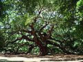 Angel Oak Tree in SC