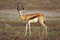 Antidorcas marsupialis, male (Etosha, 2012)