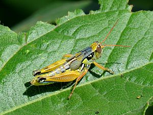 Arid Lands Spur-Throat Grasshopper (38456048066)