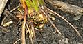 Artichokes-wasps-feeding
