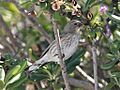 Audubons Warbler Dendroica coronata auduboni winter plumage