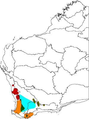 Banksia sphaerocarpa map