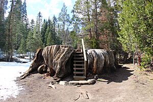 Big Stump Grove Stump