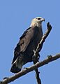 Bindenseeadler, Pallas's Fish Eagle