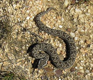 Bitis atropos, Berg Adder in the Cedarberg.jpg