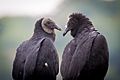 Black Vultures (Coragyps atratus) (21519728296)