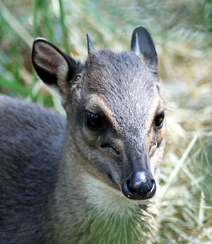 Blue Duiker 2