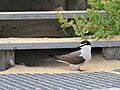 Bridled Tern (Onychoprion anaethetus) with egg in nest under boardwalk steps at Penguin Island, November 2022 02