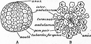 Britannica Echinoderma 5