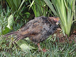 Buffycrownedwoodpartridge