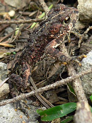 Bufo boreas 10562