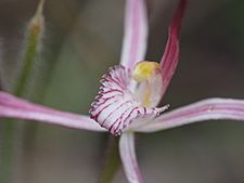 Caladenia occidentalis 03