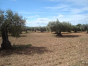Camp d'oliveres, oliveral (La Vall d'Alba)