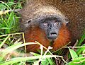 Caquetá Titi