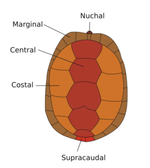Carapax