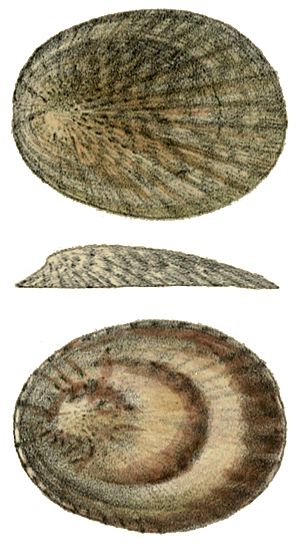 Cellana radians shell