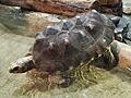 Chelonoidis carbonarius Cleveland Aquarium 20231227