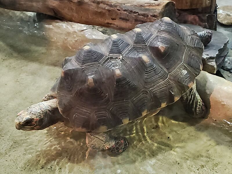 Chelonoidis carbonarius Cleveland Aquarium 20231227