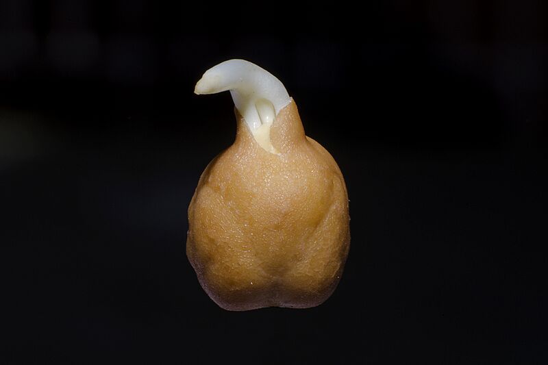Chickpea BNC