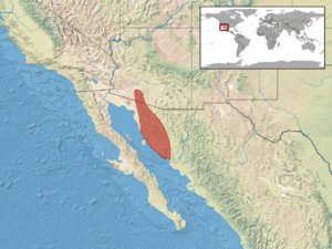 Chionactis palarostris distribution.png