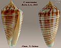 Conus mucronatus 1