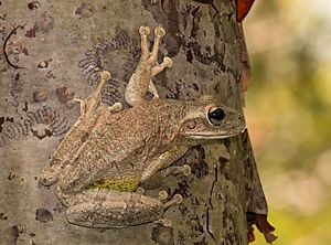Cuban tree frog (Osteopilus septentrionalis) 6