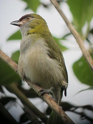 Cyclarhis nigrirostris Verderón piquinegro Black-billed Peppershrike (6685922211)