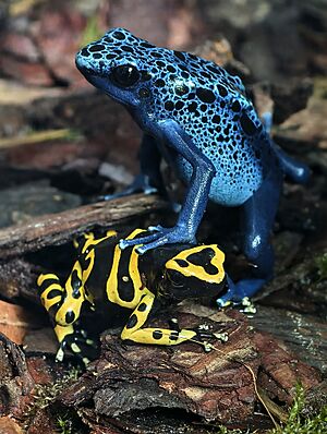 Dendrobates tinctorius azures and Dendrobates leucomelas