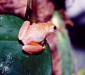 Dendropsophus phlebodes.jpg