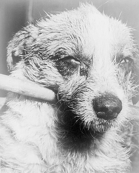 Dog with rabies