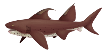 Dracopristis hoffmanorum