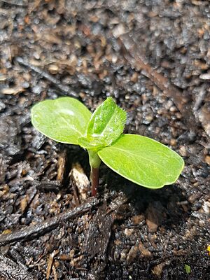 Dwarf sunflower seedling