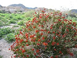 Eastern Mojave buckwheat (Eriogonum fasciculatum); Hidden Valley Trail - 12525828333