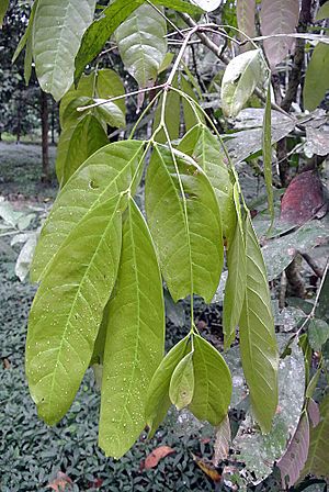 Ecuadendron acosta-solisianum (14155707457).jpg