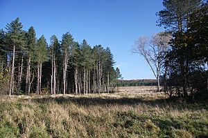 Edge of Thetford Forest - geograph.org.uk - 1025834