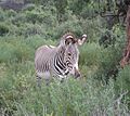 Equus grevyi in Samburu