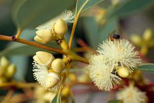 Eucalyptus flindersii buds