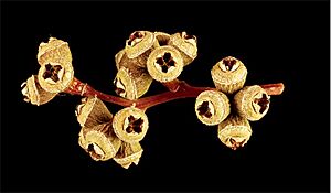 Eucalyptus flindersii fruit