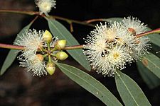 Eucalyptus parramattensis buds
