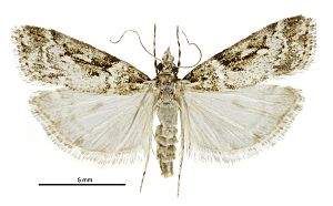 Eudonia philetaera female.jpg