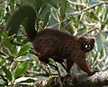 A red-bellied lemur stands on a branch, rubbing his rump against some smaller branches.