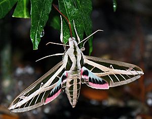 Eumorpha fasciatus Imago (Adult Moth) By Shaina Noggle.JPG