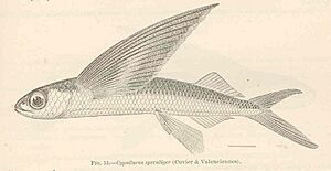 FMIB 39638 Cypsilurus speculiger (Cuvier & Valenciennes).jpeg