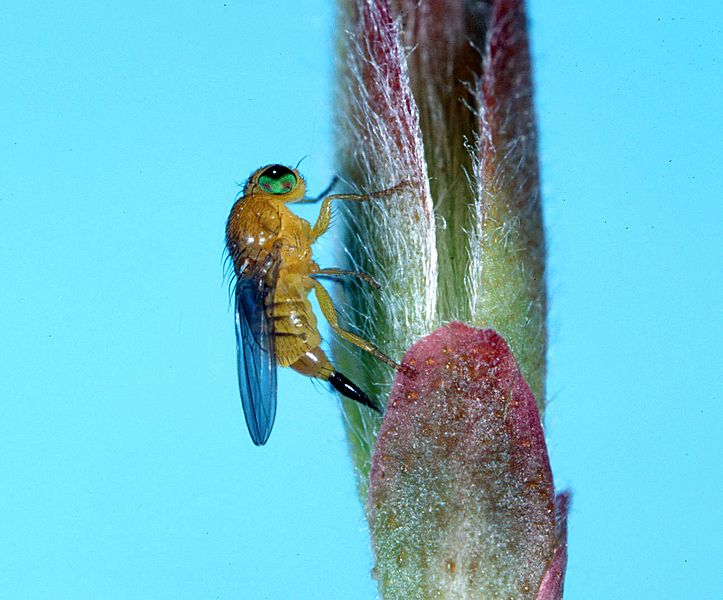 Fergusonina fly ARS K9402-1